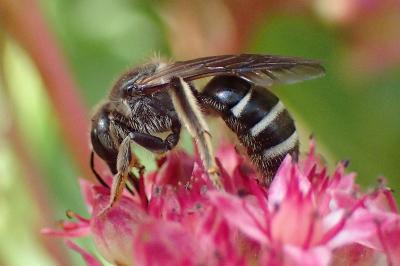 Lasioglossum majus