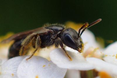 Lasioglossum glabriusculum