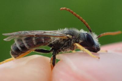 Halictus simplex