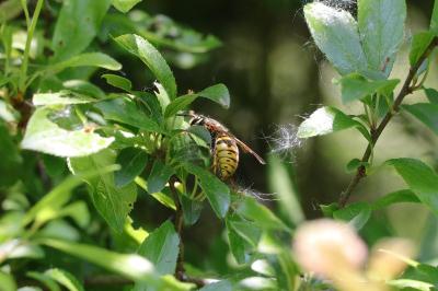 Vespa crabro