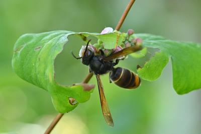 Vespa velutina
