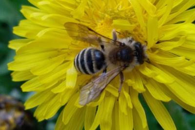 Andrena gravida