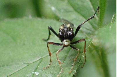 <i>Tenthredo livida</i>