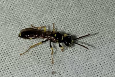 <i>Mellinus arvensis</i>