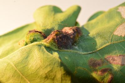 <i>Andricus curvator</i>
