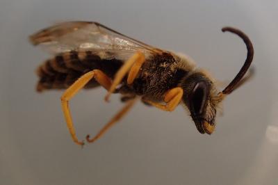 Halictus scabiosae
