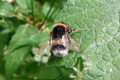 <i>Bombus</i>