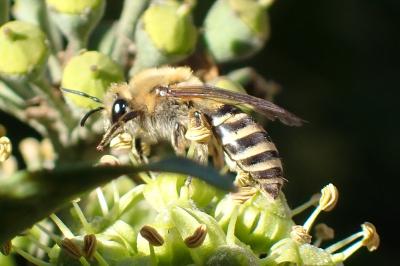 <i>Colletes hederae</i>