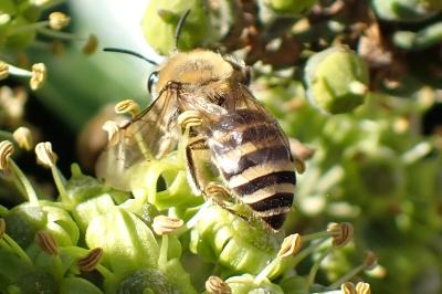 <i>Colletes hederae</i>