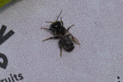 <i>Megachile ericetorum</i>