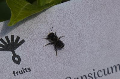 <i>Megachile ericetorum</i>