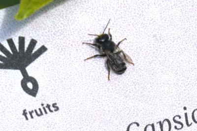 <i>Megachile ericetorum</i>