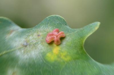 <i>Neuroterus albipes</i>