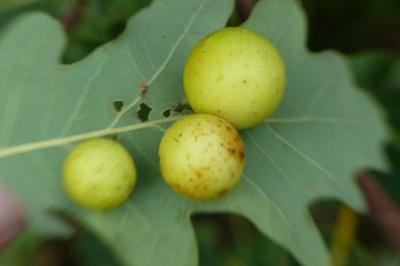 <i>Cynips quercusfolii</i>