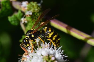 <i>Polistes dominula</i>