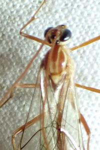 <i>Ophion obscuratus</i>