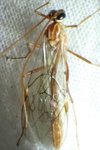 <i>Ophion obscuratus</i>