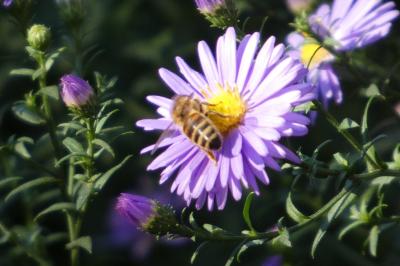 <i>Apis mellifera</i>