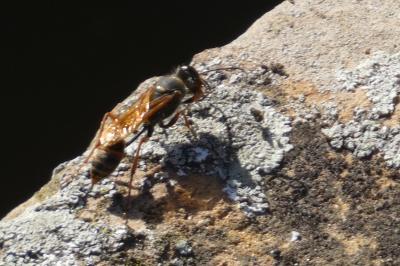 <i>Sceliphron curvatum</i>