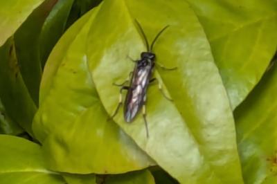 <i>Dolerus gonager</i>
