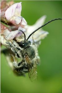 <i>Eucera nigrescens</i>