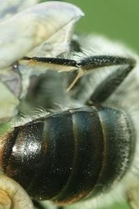 <i>Eucera nigrescens</i>