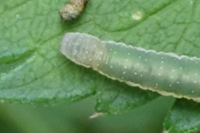 <i>Ametastegia equiseti</i>