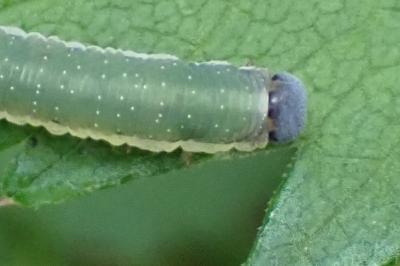 <i>Ametastegia equiseti</i>