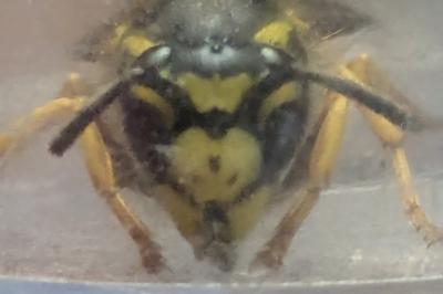 <i>Vespula germanica</i>