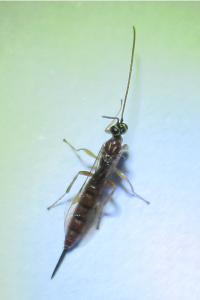 <i>Tromatobia lineatoria</i>