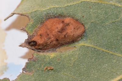 <i>Euura bridgmanii</i>