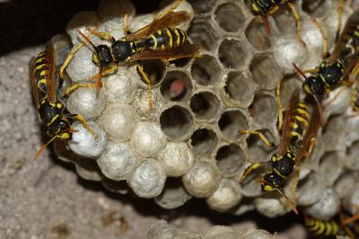 <i>Polistes dominula</i>