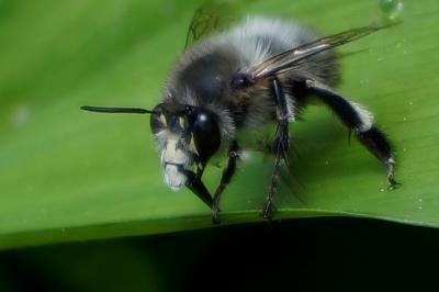 <i>Anthophora plumipes</i>