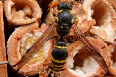 <i>Ancistrocerus</i>