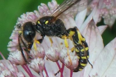 <i>Cerceris</i>
