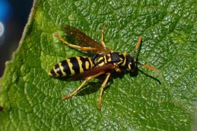 <i>Polistes dominula</i>