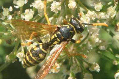 <i>Polistes dominula</i>
