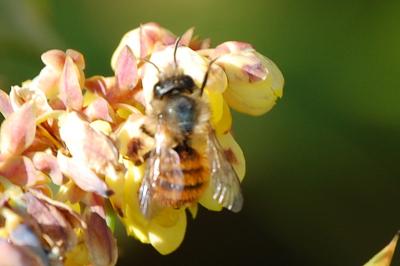 <i>Osmia bicornis</i>
