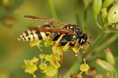 <i>Polistes dominula</i>