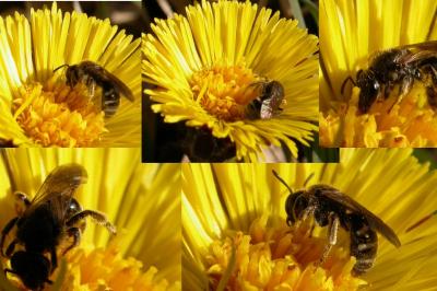 <i>Lasioglossum</i>