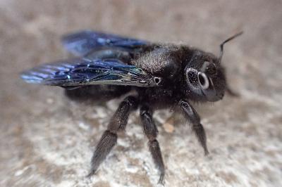 <i>Xylocopa violacea</i>