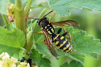 <i>Polistes dominula</i>