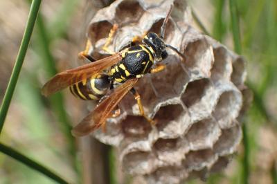 <i>Polistes</i>
