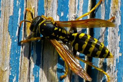 <i>Polistes dominula</i>