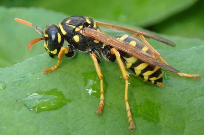 <i>Polistes dominula</i>