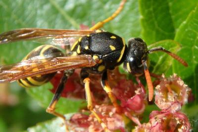 <i>Polistes dominula</i>