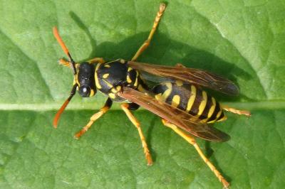 <i>Polistes dominula</i>