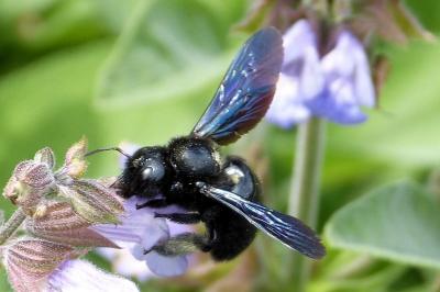 <i>Xylocopa</i>