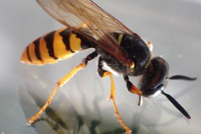 <i>Philanthus triangulum</i>