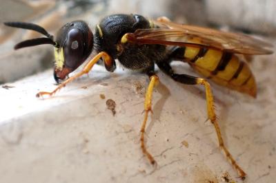 <i>Philanthus triangulum</i>